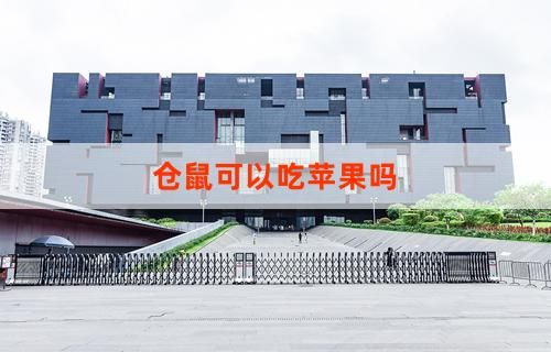 仓鼠可以吃苹果吗