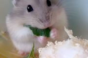怎样养好仓鼠 养好仓鼠这些点你要关注