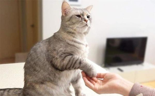 猫咪的8个肠胃保健法
