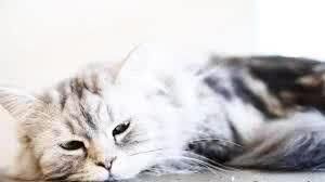 猫咪的8个肠胃保健法