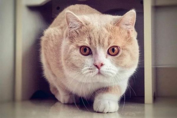 猫咪的8个肠胃保健法