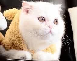 猫咪的8个肠胃保健法