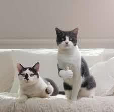 猫咪的8个肠胃保健法