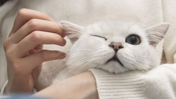 猫咪的8个肠胃保健法