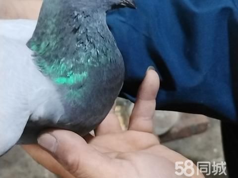 蚌埠花鸟鱼虫·抓的天落鸽子，有要的联系我