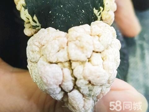 蚌埠花鸟鱼虫·黑金刚大鼻子鸽