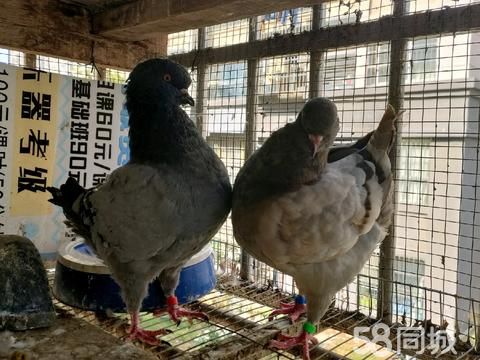 蚌埠花鸟鱼虫·圆环鸽