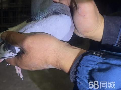 蚌埠花鸟鱼虫·都是抓的天落赛鸽有要的可以研究