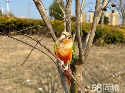 固镇县大乐饮品店·手养小太阳