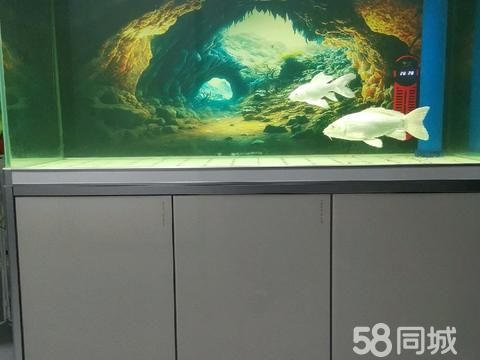 蚌埠花鸟鱼虫·二手市场