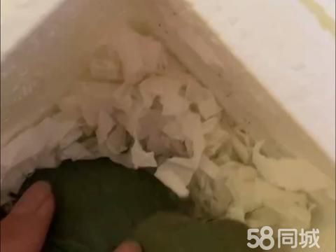 蚌埠花鸟鱼虫·小鹦鹉牡丹