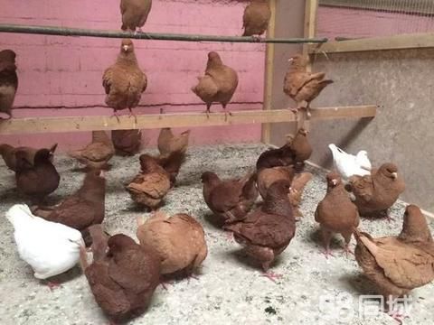 蚌埠花鸟鱼虫·元宝鸽 圆环鸽 肉鸽 种鸽 观赏鸽 落地王鸽 白羽王鸽