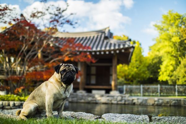 萌宠乐园娱乐项目大盘点，带你领略与宠物的美好时光