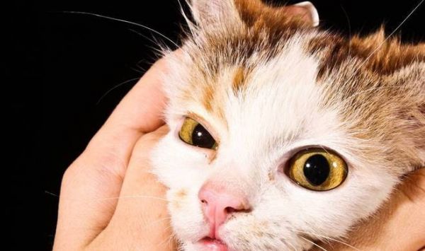 猫猫的10个知识点,你都了解吗?