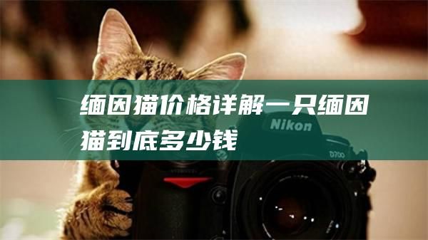 缅因猫价格详解一只缅因猫到底多少钱