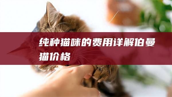 纯种猫咪的费用详解伯曼猫价格