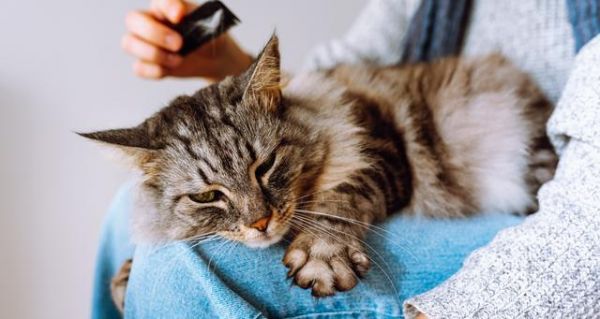 宠物猫发烧的原因和处理方法（探究宠物猫发烧的诱因和对症治疗方法）