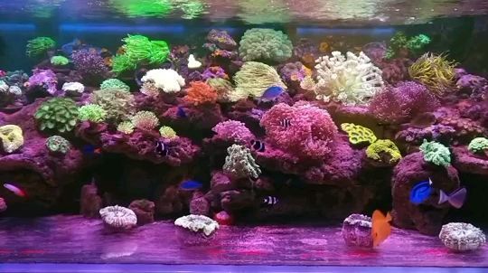 喜欢海水的鱼友可以一起交流 观赏鱼论坛