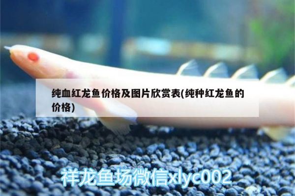 金鱼生态鱼缸设计（金鱼生态鱼缸设计方案） 其他品牌鱼缸