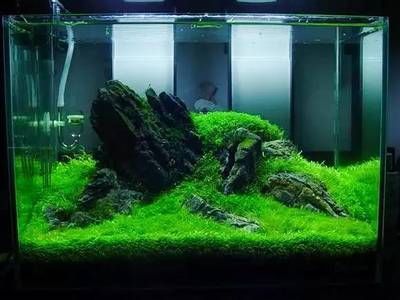 布置生态鱼缸效果图：生态鱼缸的设计理念 鱼缸百科 第1张
