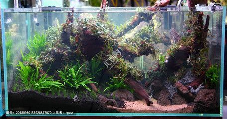 布置生态鱼缸效果图：生态鱼缸的设计理念 鱼缸百科 第2张