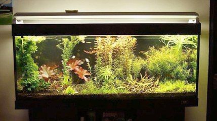布置生态鱼缸效果图：生态鱼缸的设计理念 鱼缸百科 第3张