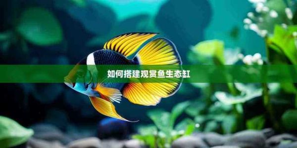 如何搭建观赏鱼生态缸