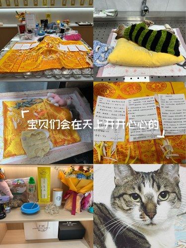 这个新年失去了爱宠的主人们