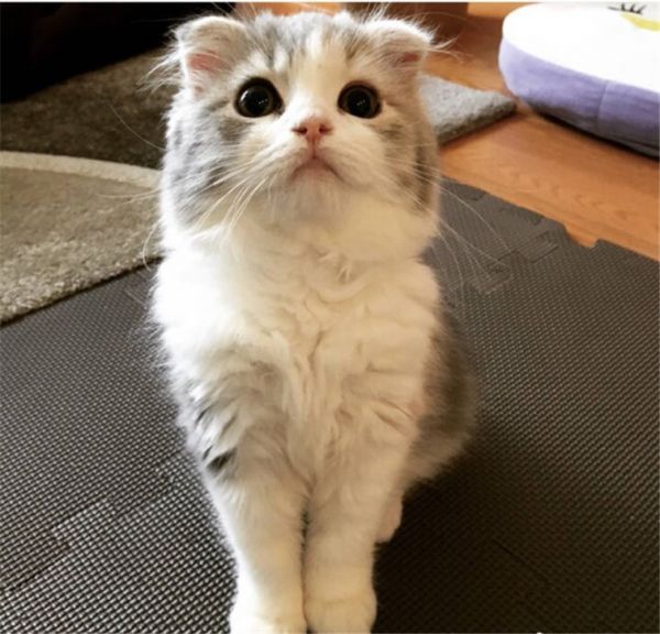 肠胃敏感的猫咪要怎么护理？靠这些61