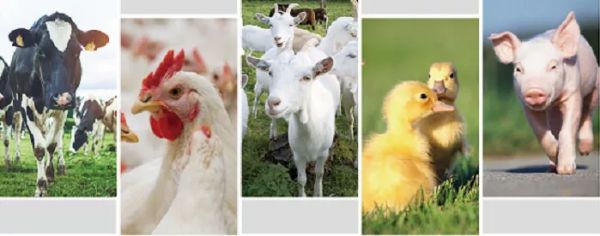 Factory Direct Pets Poultry Livestocks Feed Additive Probiotics Powder Enterococcus Faecium