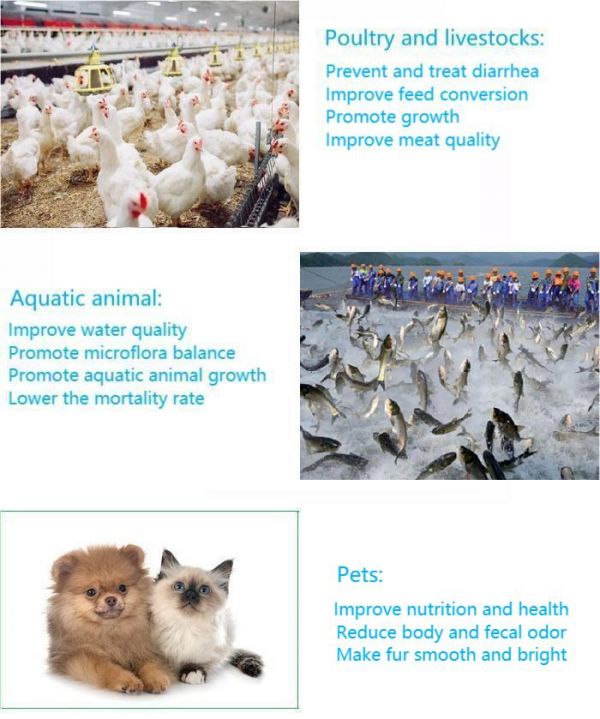 Factory Direct Pets Poultry Livestocks Feed Additive Probiotics Powder Enterococcus Faecium