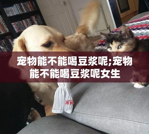 宠物能不能喝豆浆呢;宠物能不能喝豆浆呢女生