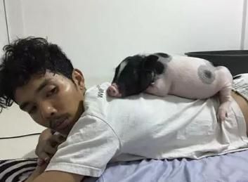 男子养母猪当女友，只因一时冲动犯下错误，现在无法自拔！