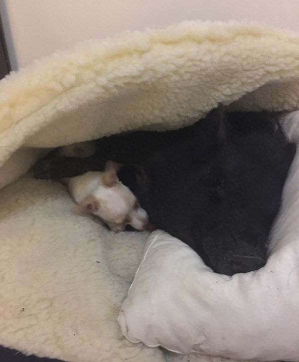 国外宠物猪负责患者安慰，脾气特好，有一天主人又收留了只狗狗