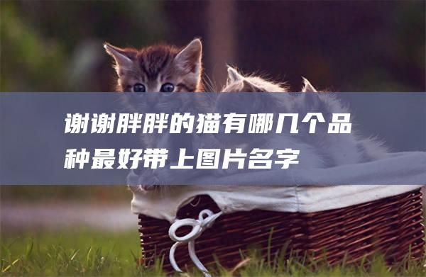 谢谢胖胖的猫有哪几个品种最好带上图片名字