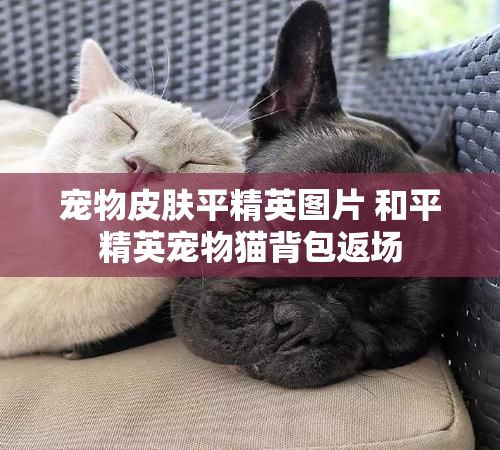 宠物皮肤平精英图片 和平精英宠物猫背包返场
