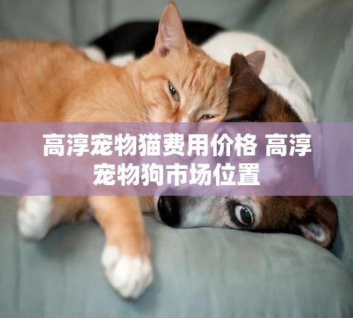 高淳宠物猫费用价格 高淳宠物狗市场位置