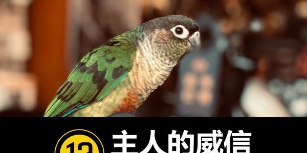 如何树立主人威信（从饲养环境、行为训练到心理调适，打造强势主人）