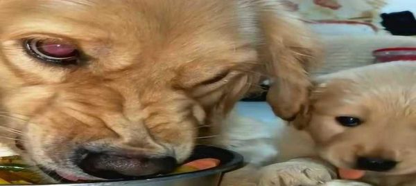 如何有效纠正狗狗的护食行为？（从宠物角度出发，做好狗狗的心理调适）