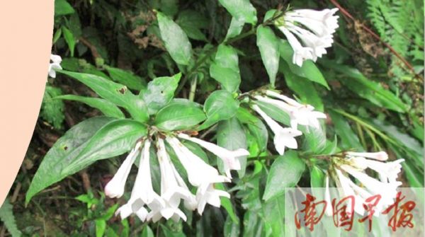 不同花色的蛇根草。吴磊 供图