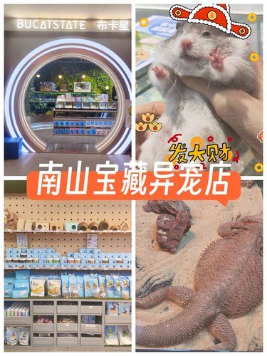 周末走起，南山嘉乐道宝藏异宠店等你来玩