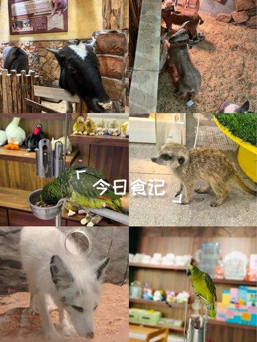 小动物的快乐时光
