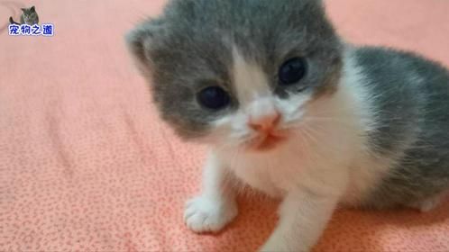 这只奶猫酷爱运动，摇摇晃晃学走路，萌萌表情萌化人「萌宠过六一