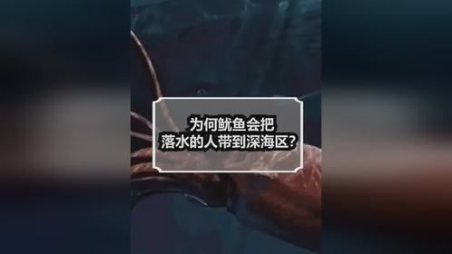 为什么鱿鱼会把落水的人带到深海区？