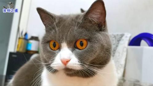 小母猫想吃罐头，主人却拿出杯子叫它喝水，小母猫喝水方式真特别