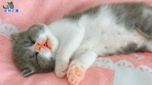 小奶猫偷偷溜出产房呼呼大睡，小主人一碰，立刻启动了卖萌模式