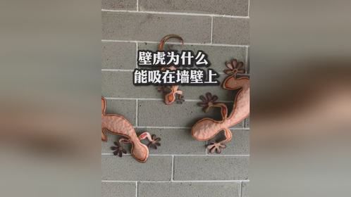 壁虎为什么能吸在墙壁上？