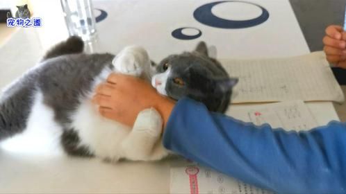 见小哥哥写作业，小胖猫跑过来捣乱还上嘴就咬，这猫还能要吗