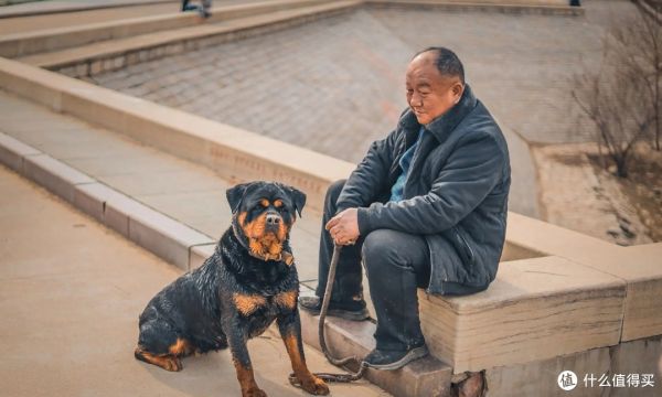 「狗狗百科全书」上线,让你全面了解狗狗!