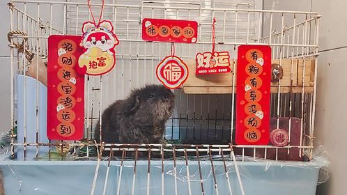 过年了，小黑给大家拜年了，蛇年大吉，蛇来运转